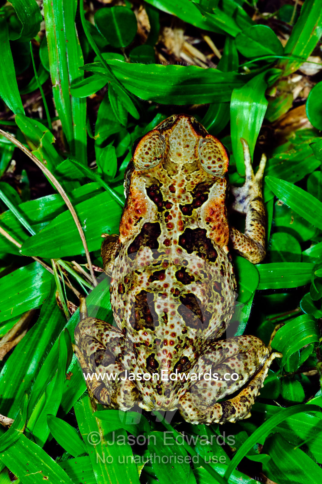 Ornate skin patterns on a Giant Neotropical Toad surrounded by grass. Bouma Falls, Bouma National Heritage Park, Taveuni Island, Pacific Ocean, Fiji Islands.