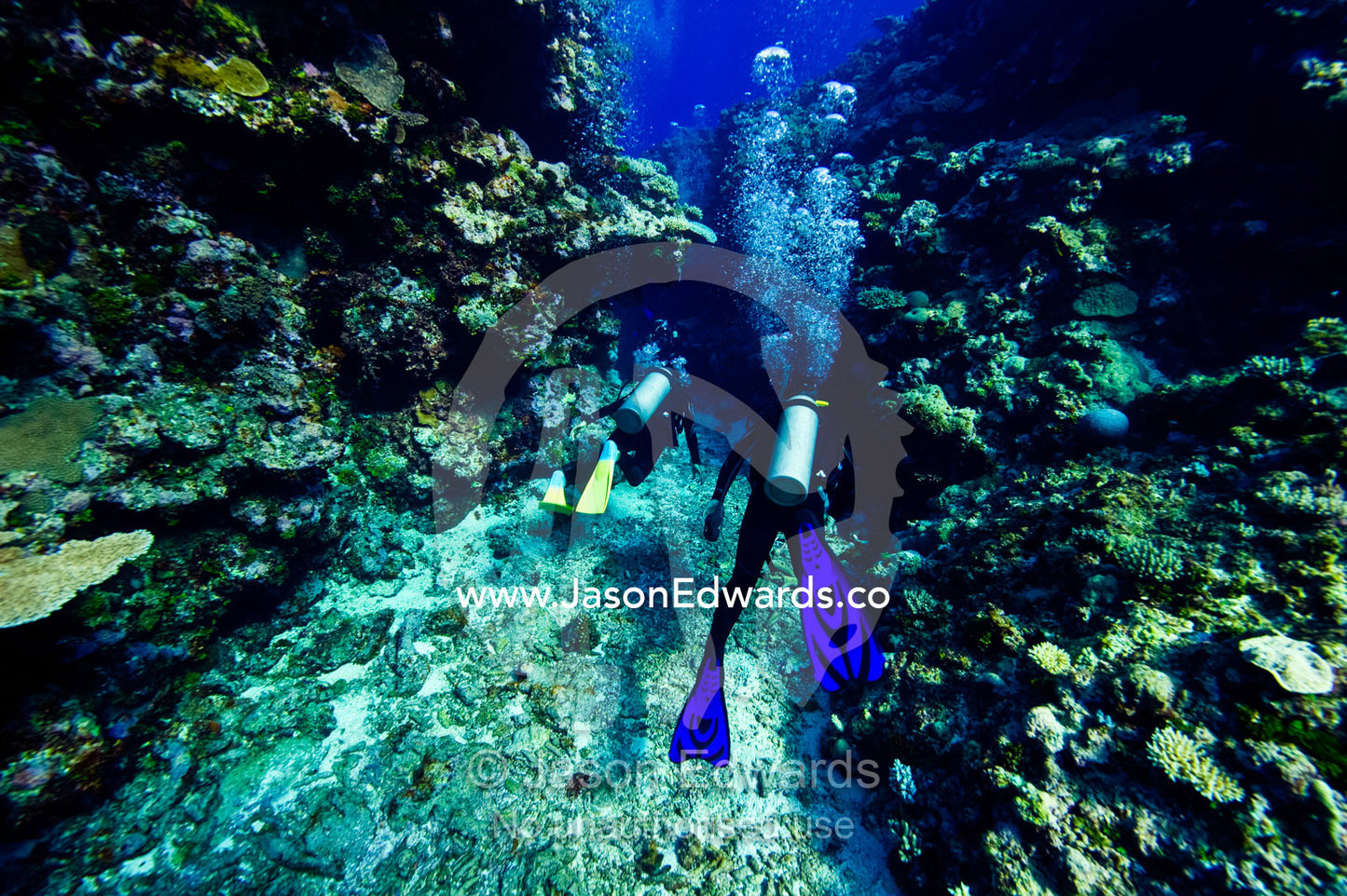 Scuba divers explore an underwater canyon lined with coral reef. Kokod Point, Ringgold Atolls, Pacific Ocean, Fiji Islands.