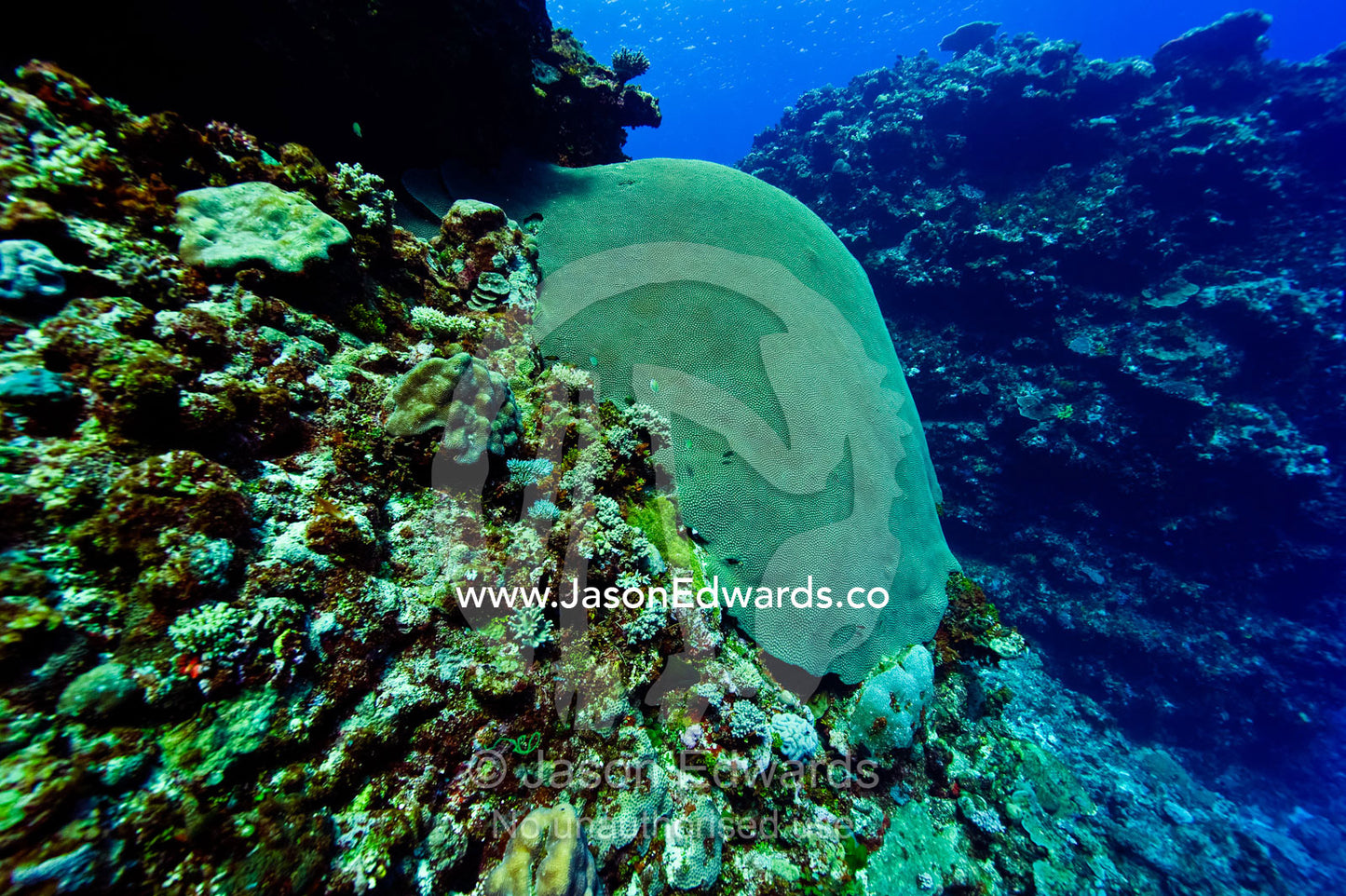 An enormous honeycomb Knobby Coral colony on a tropical reef wall. Kokod Point, Ringgold Atolls, Pacific Ocean, Fiji Islands.