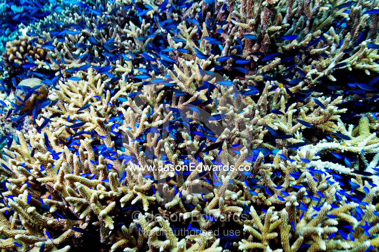 A nursery shoal of Damselfish and Chromis shelter in a staghorn coral. Cobia Island, Ringgold Atolls, Pacific Ocean, Fiji Islands.