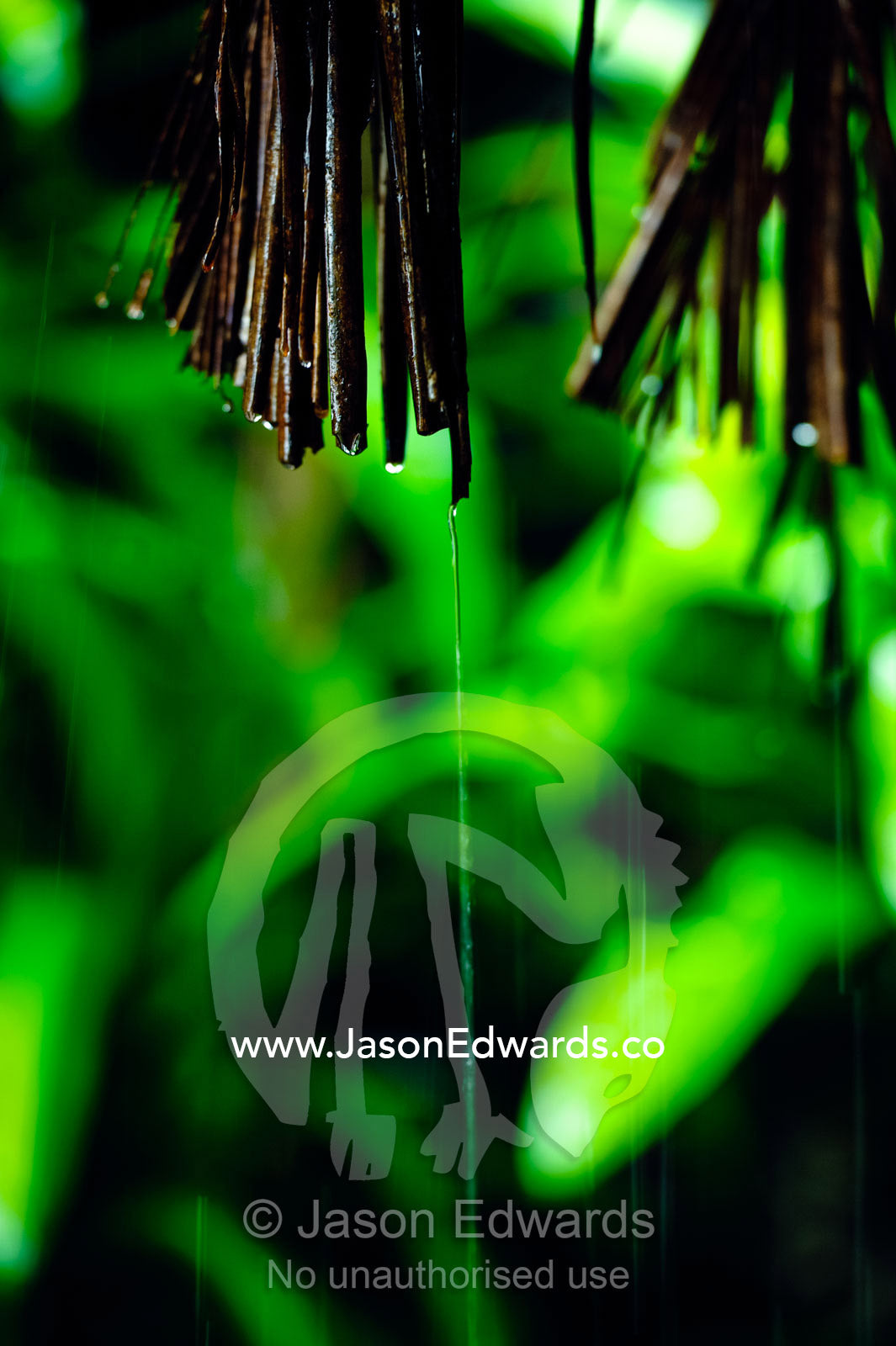 Water trickles from a thatched roof eve during a tropical downpour. Taveuni Island, Pacific Ocean, Fiji Islands.