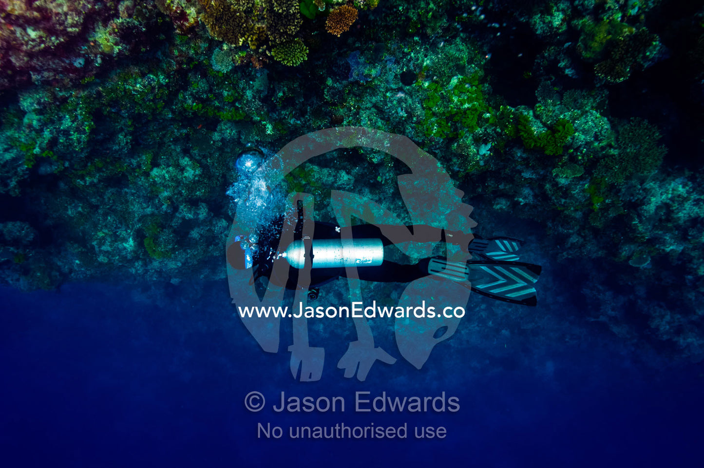 A scuba diver explores a steep encrusted coral reef wall and an abyss. Vuna Reef, Taveuni Island, Somosomo Strait, Pacific Ocean, Fiji Islands.