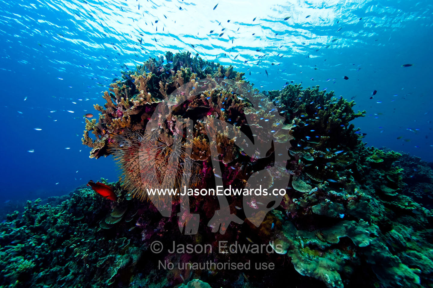 An enormous Crown-of-Thorns Starfish resting beneath a coral reef. Home Reef, Taveuni Island, Somosomo Strait, Pacific Ocean, Fiji Islands.