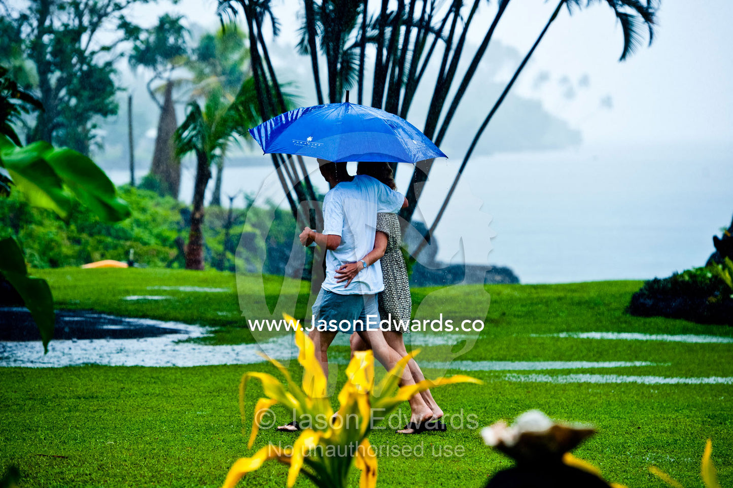 A couple walks through the rain arm-in-arm beneath an umbrella. Taveuni Island, Pacific Ocean, Fiji Islands.