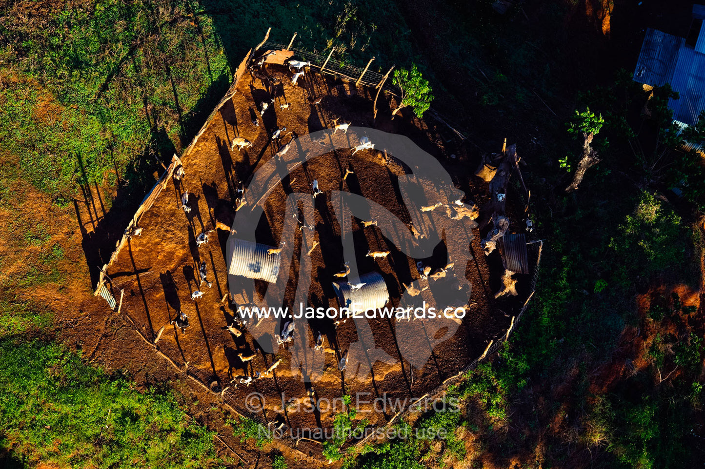 A herd of goats in a pen support a farming family with dairy and meat. Viti Levu Island, Pacific Ocean, Fiji Islands.