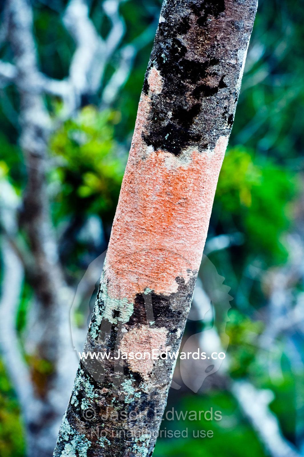 Bright orange lichens encrust the trunk of a tree on a caldera rim. Cobia Crater, Cobia Island, Ringgold Atolls, Pacific Ocean, Fiji Islands.