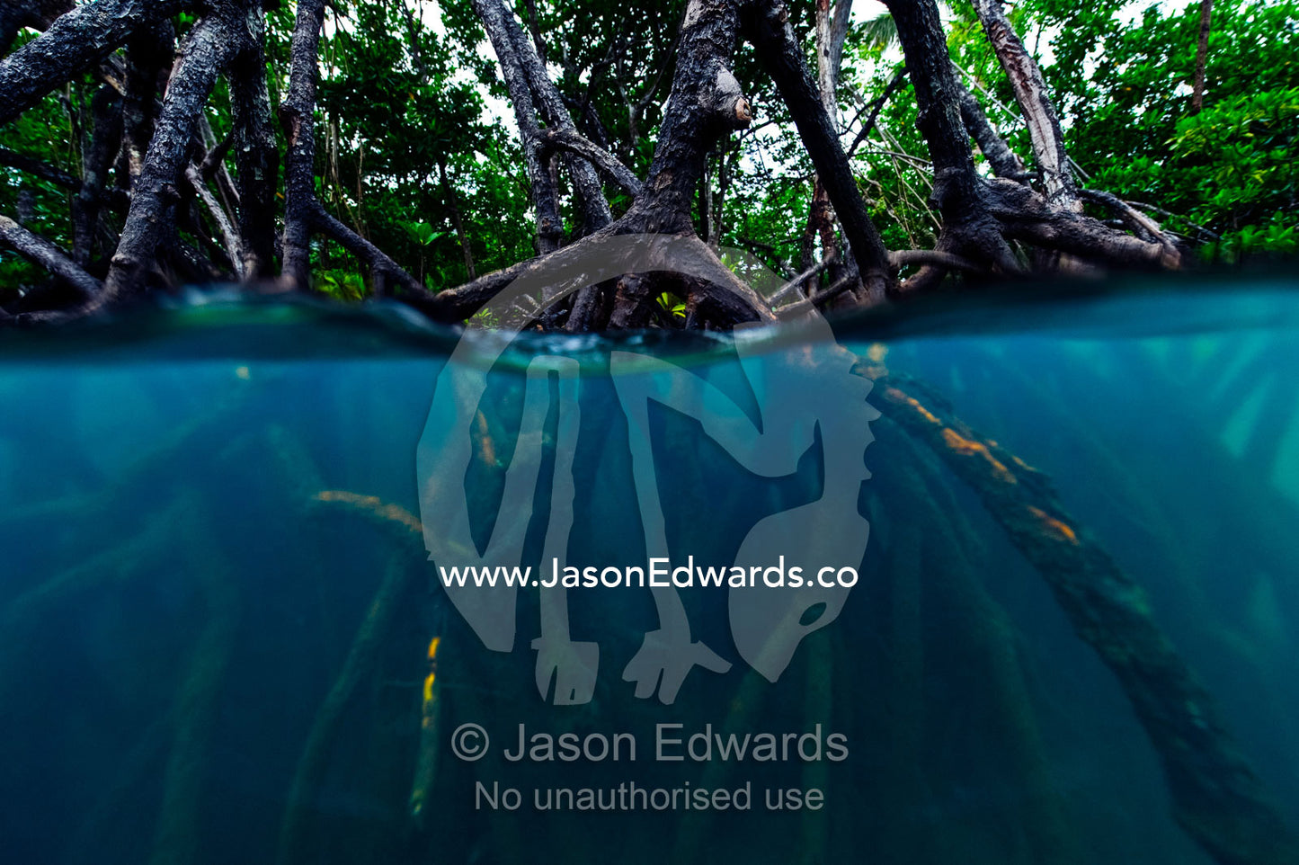 Mangrove forest tree roots submerge below the surface at high tide. Qamea Island, Pacific Ocean, Fiji Islands.