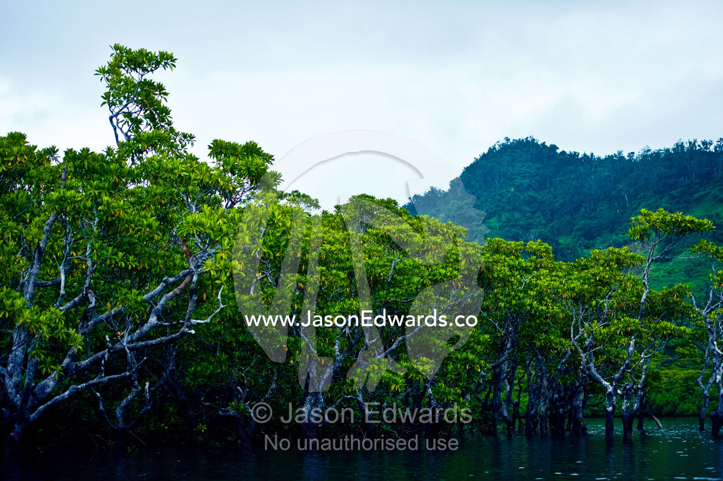 A dense evergreen mangrove forest flooded by the sea at high tide. Qamea Island, Pacific Ocean, Fiji Islands.