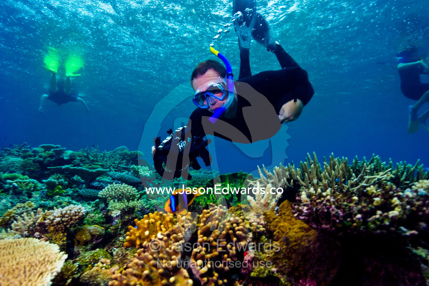 A snorkeler follows an Orange-fin Anemonefish over a coral reef. Cobia Island, Ringgold Atolls, Pacific Ocean, Fiji Islands.