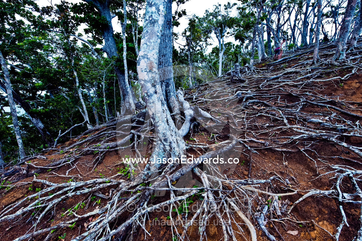 Erosion caused by feral goats and a cyclone exposes tree roots. Cobia Crater, Cobia Island, Ringgold Atolls, Pacific Ocean, Fiji Islands.