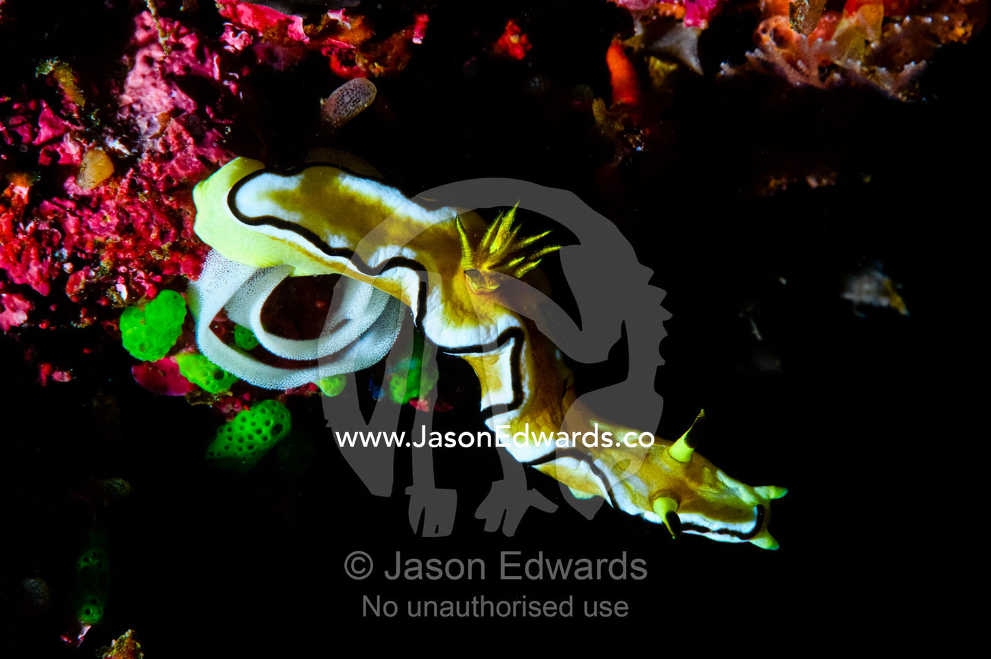 A bright yellow nudibranch laying a spiral egg case on a coral reef. Home Reef, Taveuni Island, Pacific Ocean, Fiji Islands.