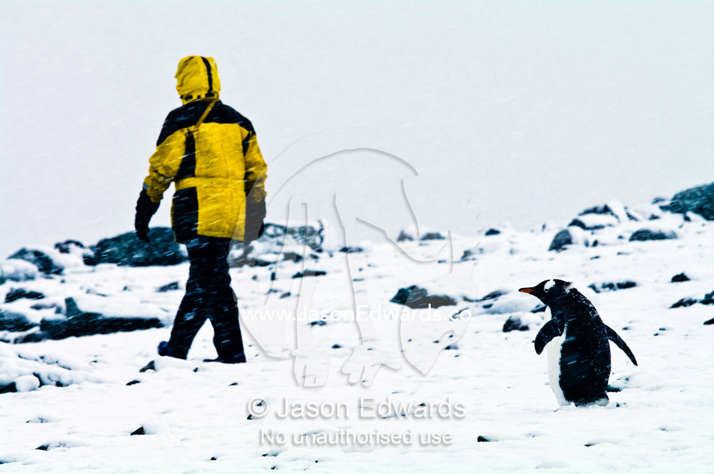 An ornithologist walks past a Gentoo Penguin on a snowy shoreline. Danco Island, Antarctic Peninsula, Antarctica.