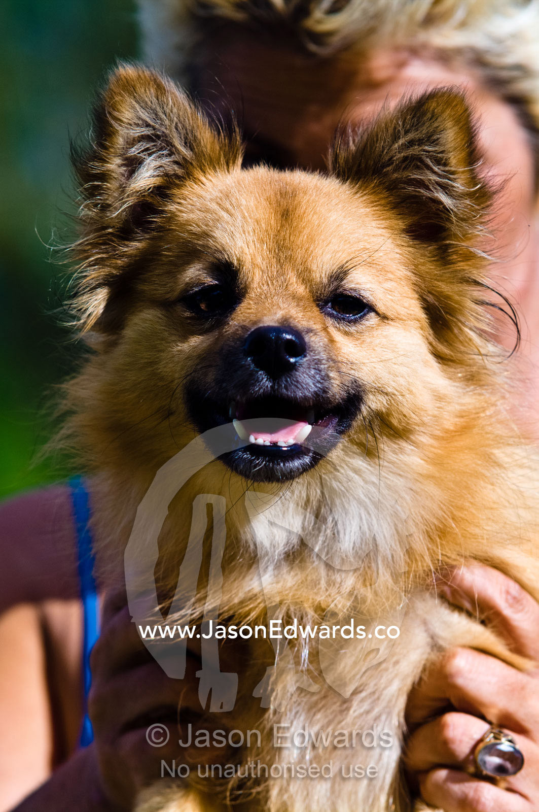 A portrait of a smiling pet dog called Finn, a Pomeranian cross. Witta, Sunshine Coast, Brisbane, Queensland, Australia.