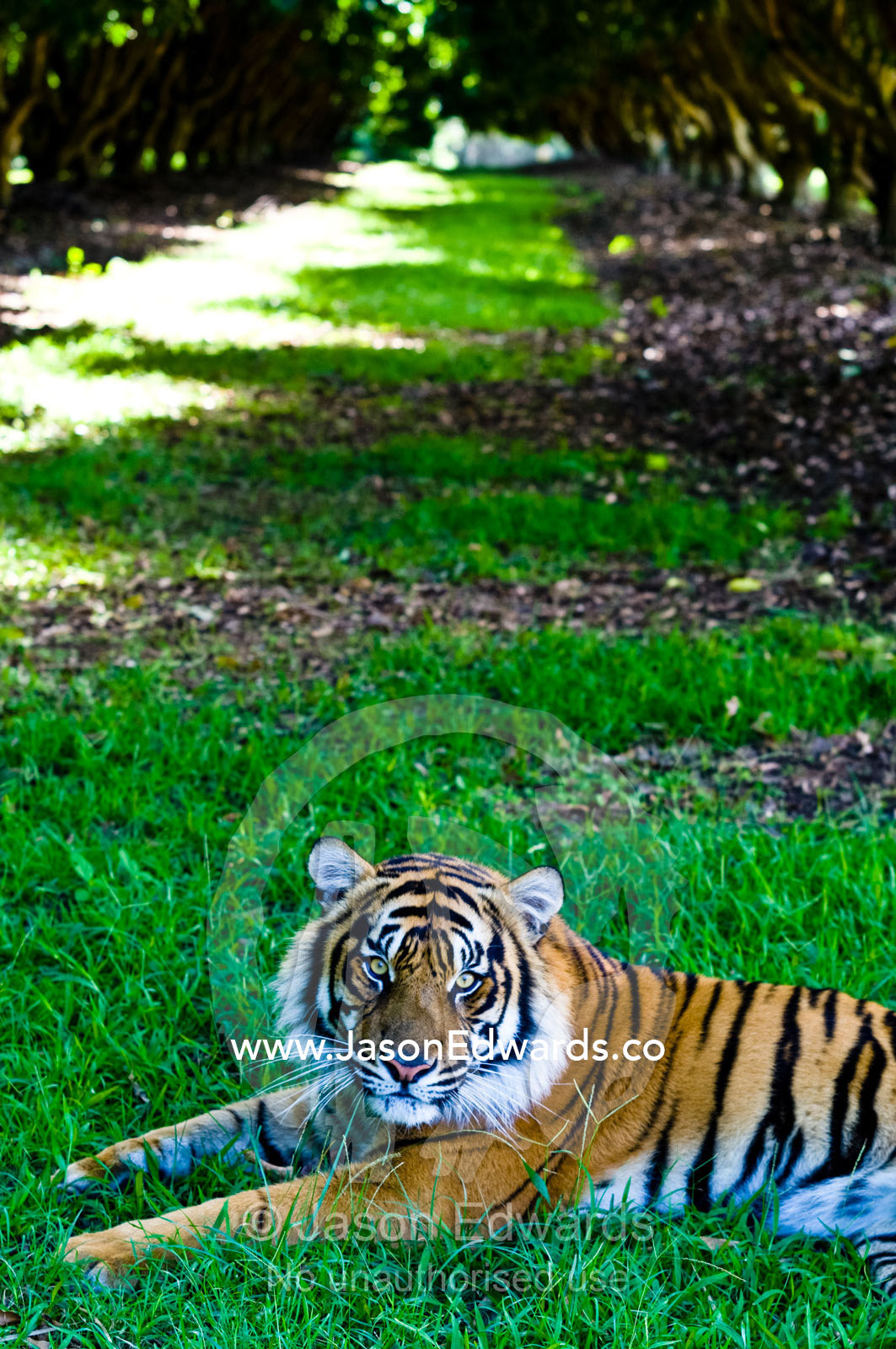 A captive endangered Sumatran Tiger rests in the shade of an orchard. Australia Zoo, Beerwah, Queensland, Australia.