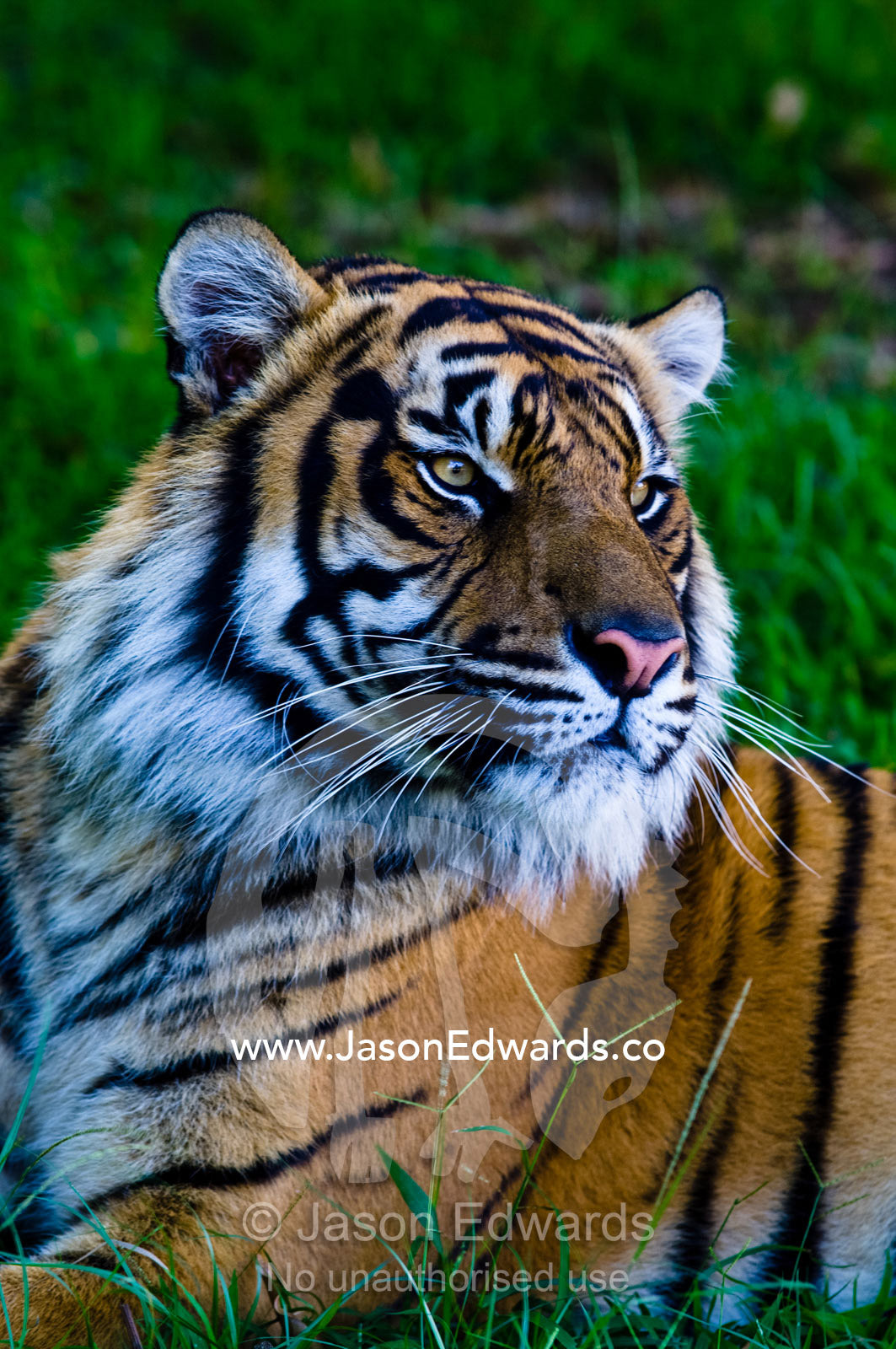 Portrait of a captive endangered Sumatran Tiger resting in the grass. Australia Zoo, Beerwah, Queensland, Australia.