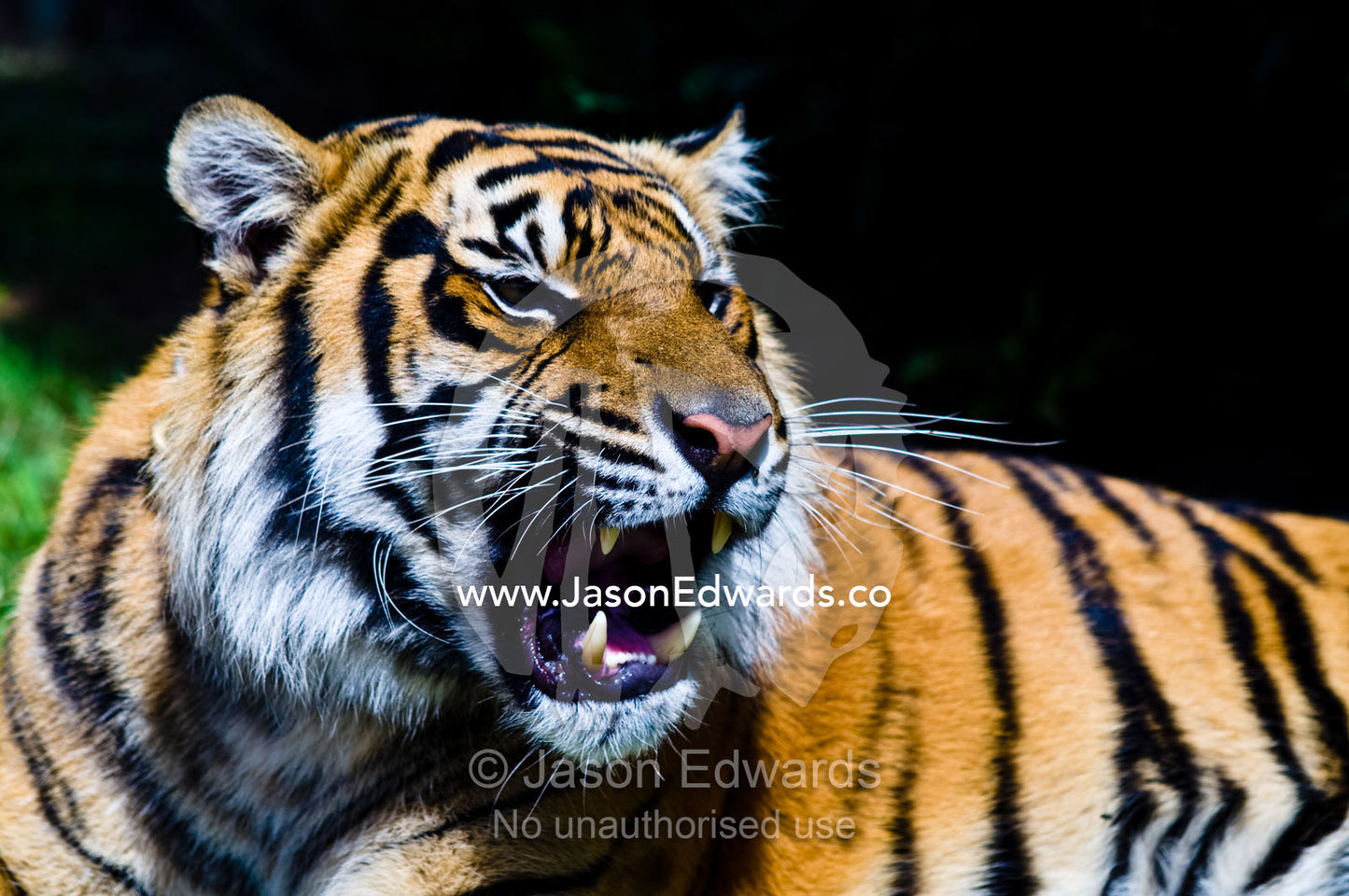 A snarling endangered Sumatran Tiger bares his fangs in aggression. Australia Zoo, Beerwah, Queensland, Australia.