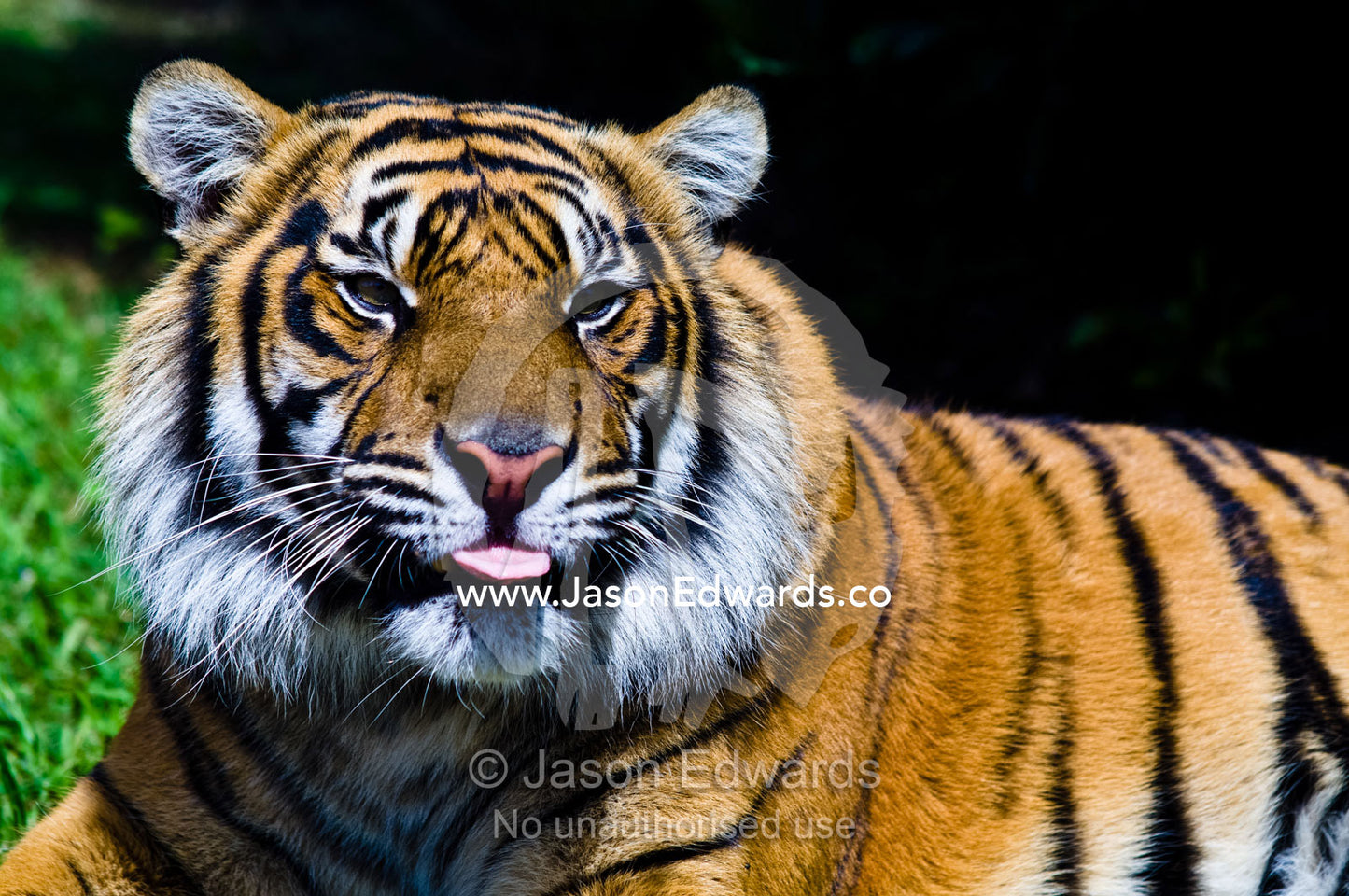 A cheeky captive endangered Sumatran Tiger poking out his tongue. Australia Zoo, Beerwah, Queensland, Australia.
