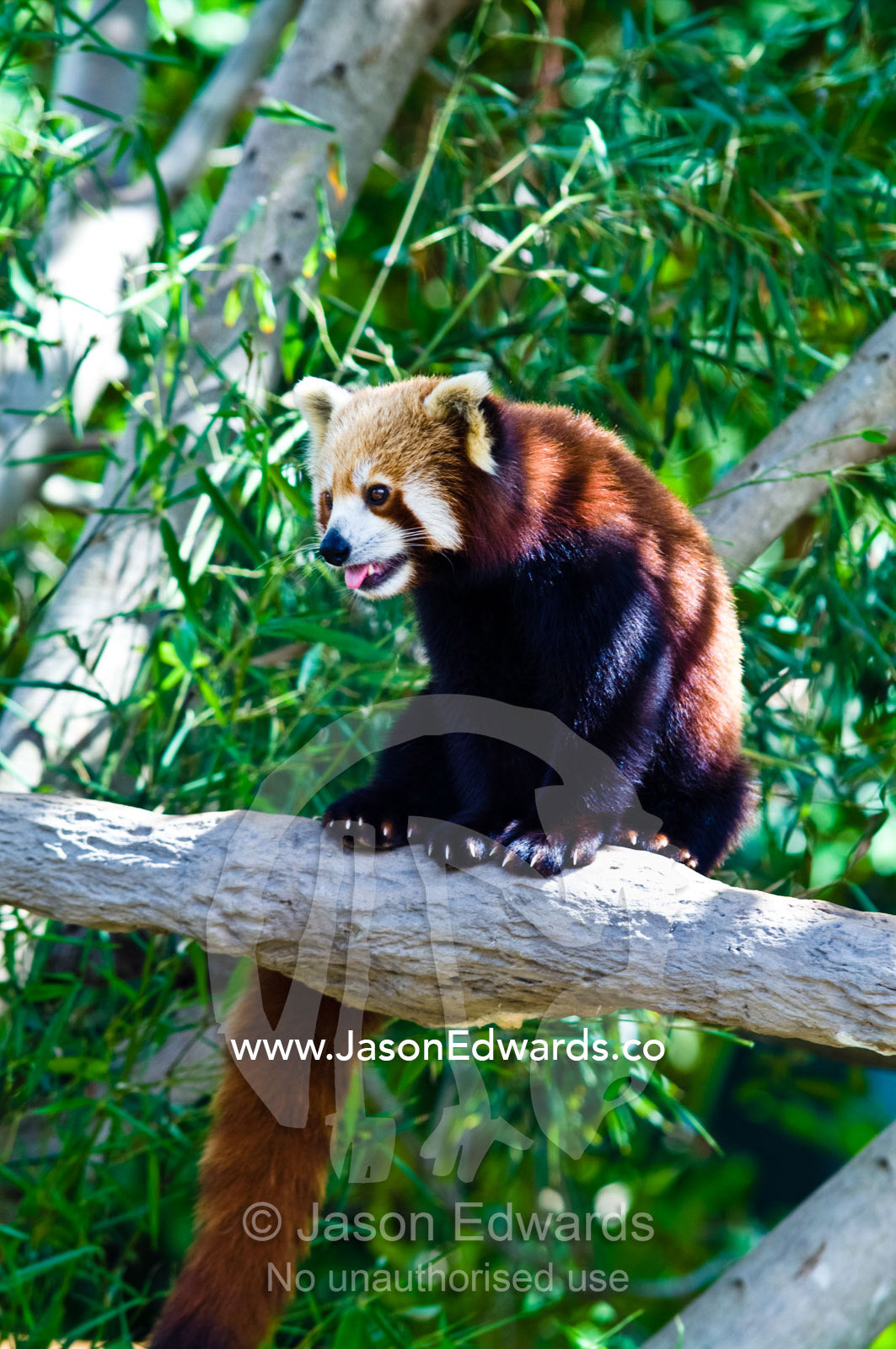 A Red Panda rests on a tree branch panting in the afternoon heat. Australia Zoo, Beerwah, Queensland, Australia.