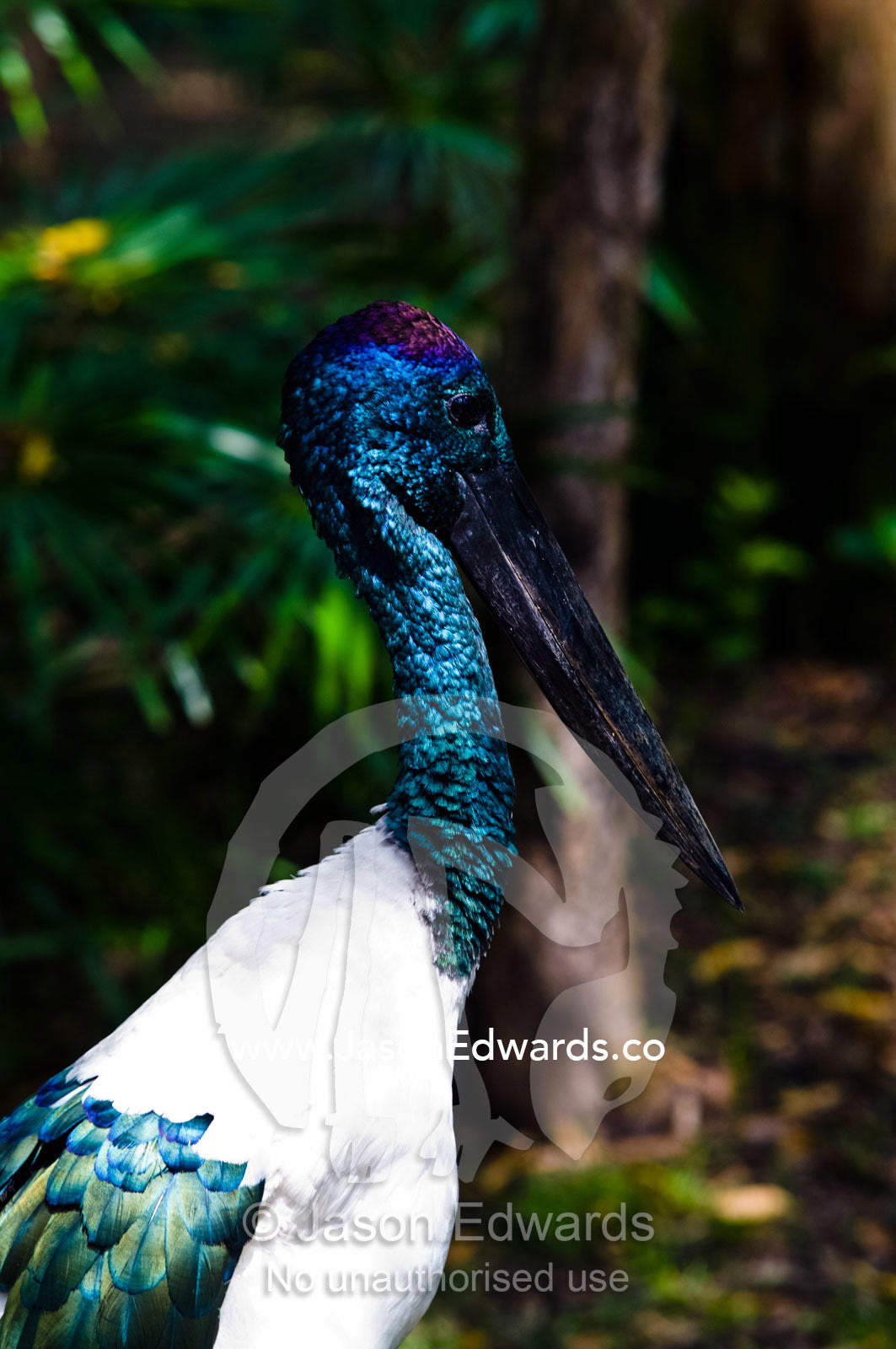 The satin blue feathers on the neck and head of a Jabiru Stork. Australia Zoo, Beerwah, Queensland, Australia.