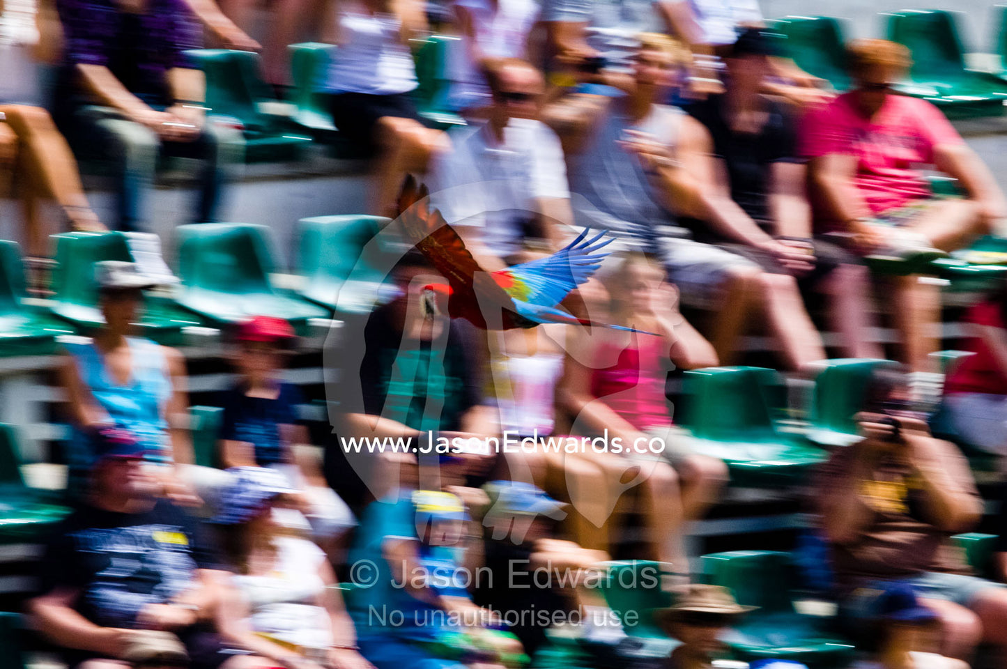 During a bird show a Green Macaw flies past a crowd of tourists. Crocoseum, Australia Zoo, Beerwah, Queensland, Australia.