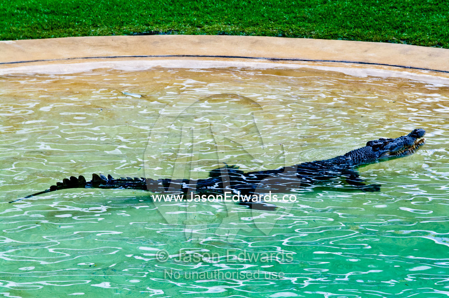 A large Saltwater Crocodile floats in a pond during a wildlife show. Crocoseum, Australia Zoo, Beerwah, Queensland, Australia.