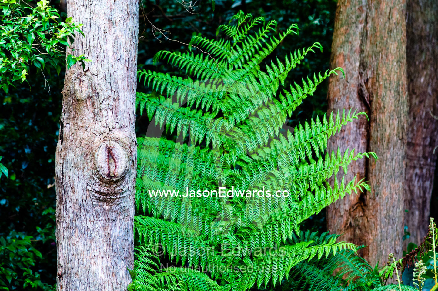 A fern frond rises between two tree trunks in a tropical garden. Australia Zoo, Beerwah, Queensland, Australia.