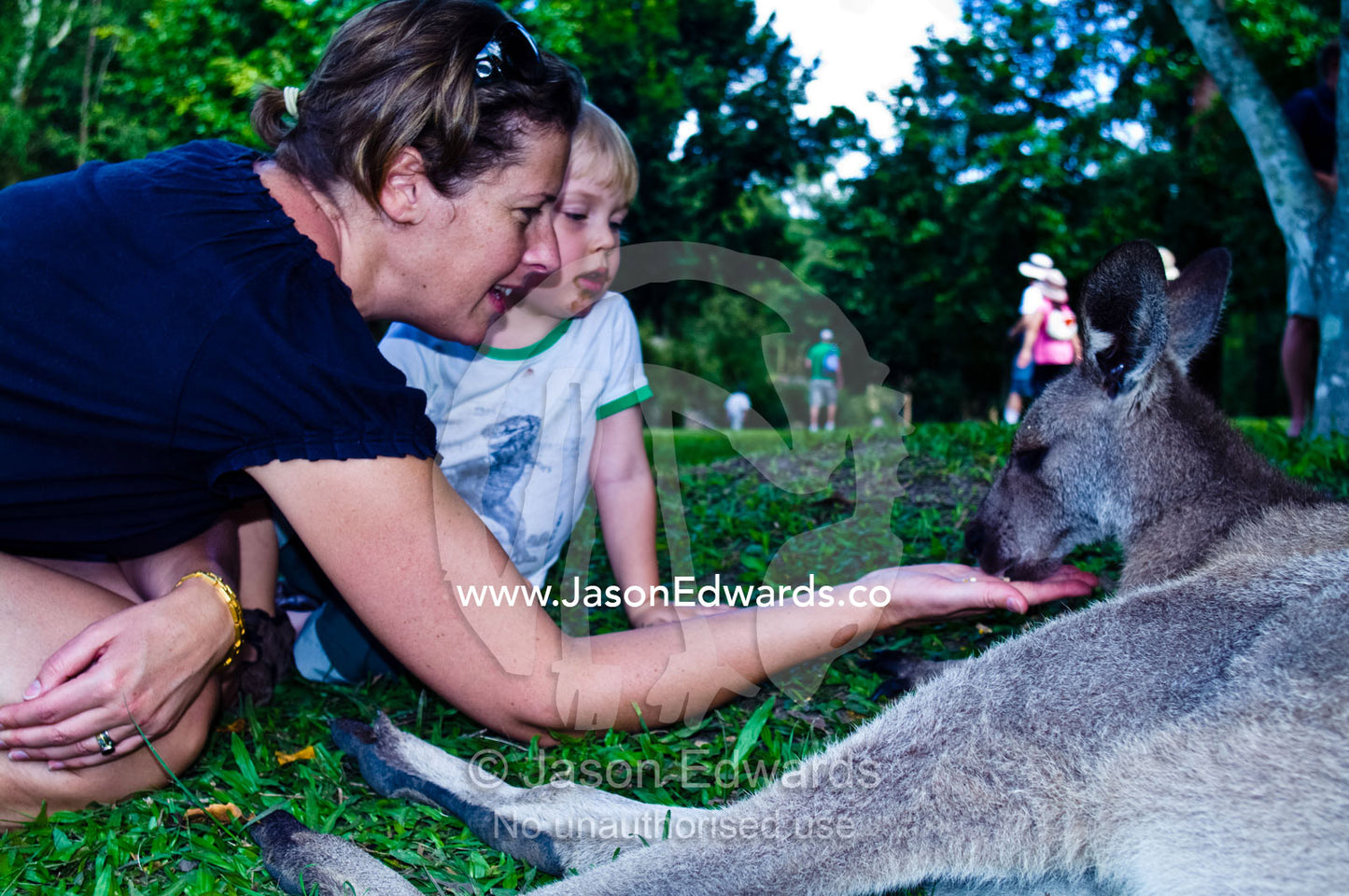 A mother and son hand feed an Eastern Grey Kangaroo in a wildlife zoo. Australia Zoo, Beerwah, Queensland, Australia.