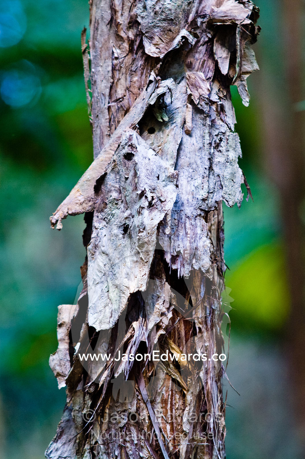 Paper bark peeling from the trunk of a Melalueca tree. Australia Zoo, Beerwah, Queensland, Australia.