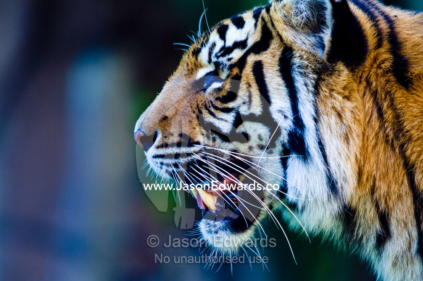 An alert endangered Sumatran Tiger panting in the afternoon heat. Australia Zoo, Beerwah, Queensland, Australia.