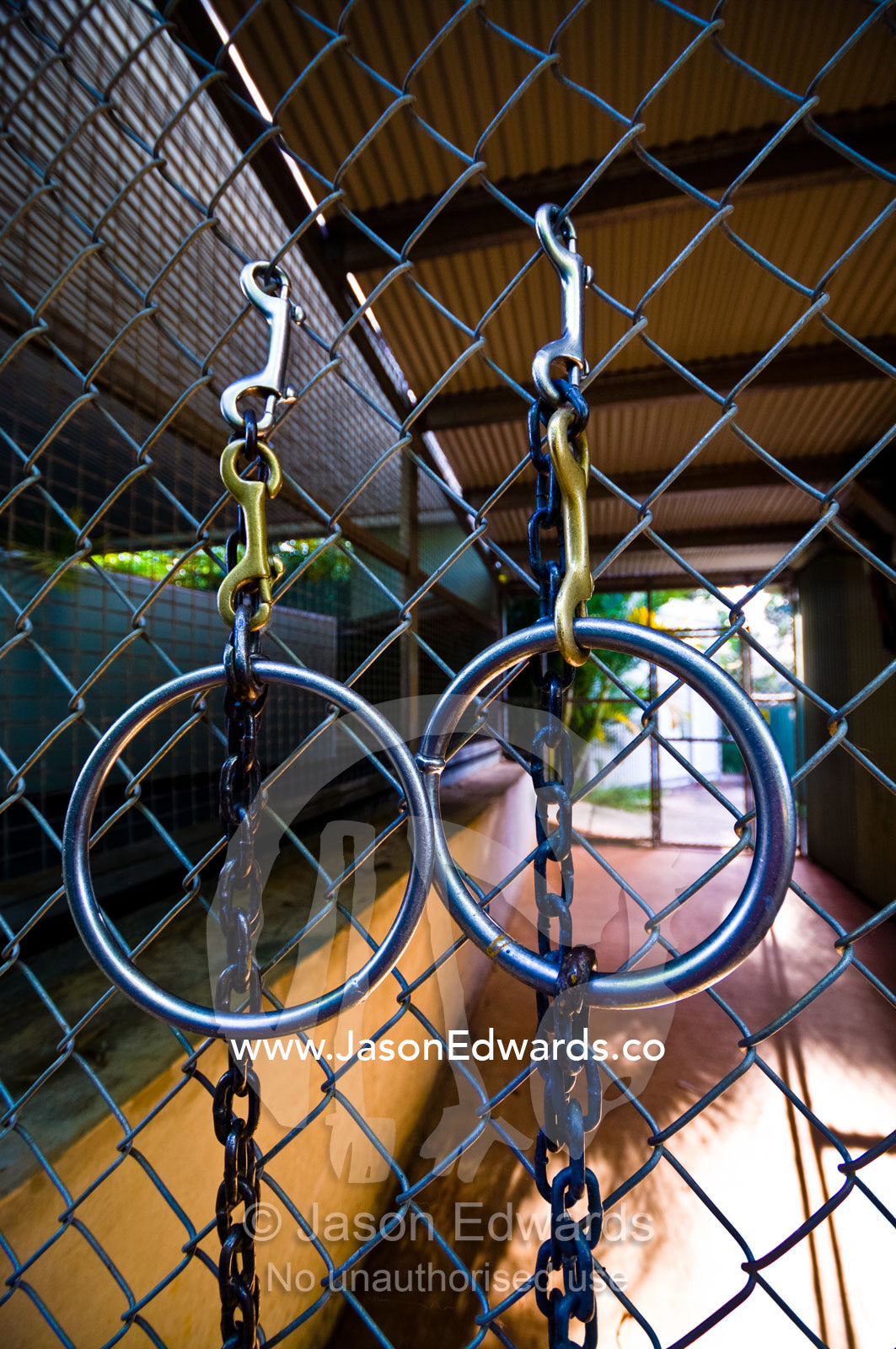 Stainless steel rings and leashes for walking captive Sumatran Tigers. Australia Zoo, Beerwah, Queensland, Australia.