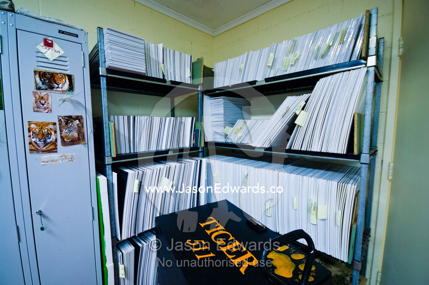 Captive Sumatran Tiger records contribute to science and research. Australia Zoo, Beerwah, Queensland, Australia.