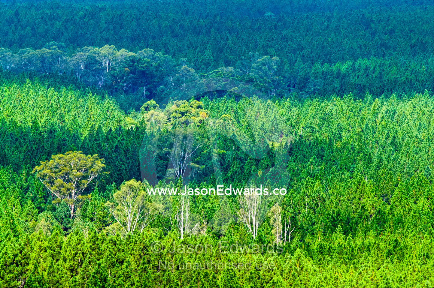A plantation forest of pine trees borders a native eucalyptus forest. Mount Tibrogargen, Glass House Mountains, Brisbane, Queensland, Australia.