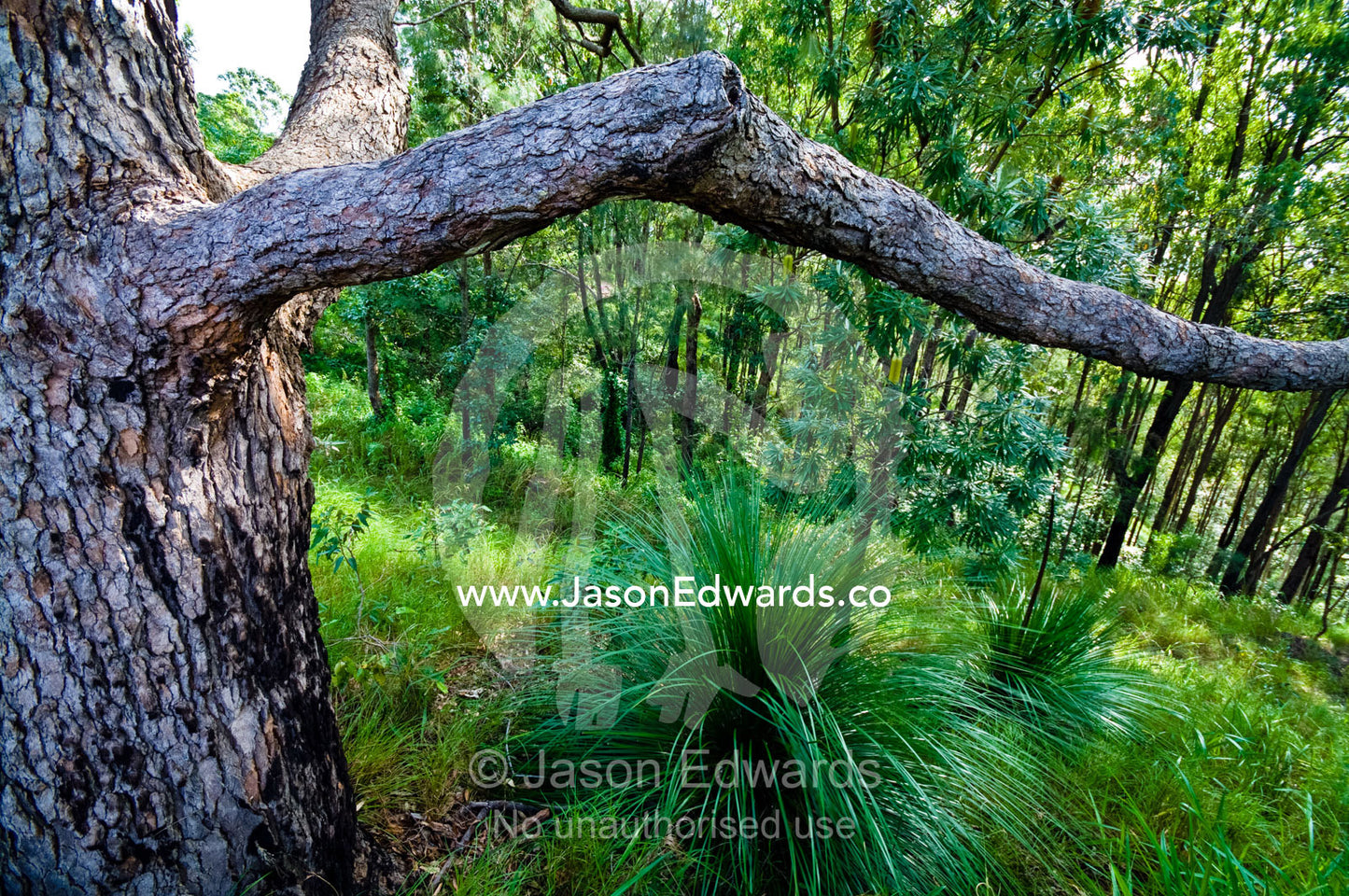 A Myrtle Tree and Grass Tree growing in a woodland on a mountainside. Mount Tibrogargen, Glass House Mountains, Brisbane, Queensland, Australia.