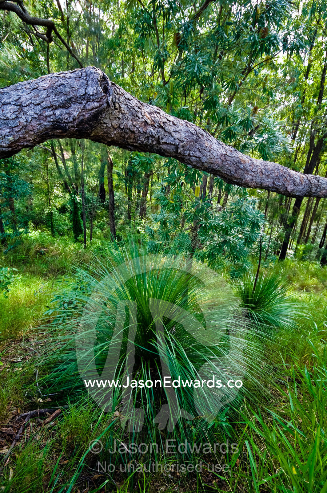 A Myrtle Tree and Grass Tree growing in a woodland on a mountainside. Mount Tibrogargen, Glass House Mountains, Brisbane, Queensland, Australia.