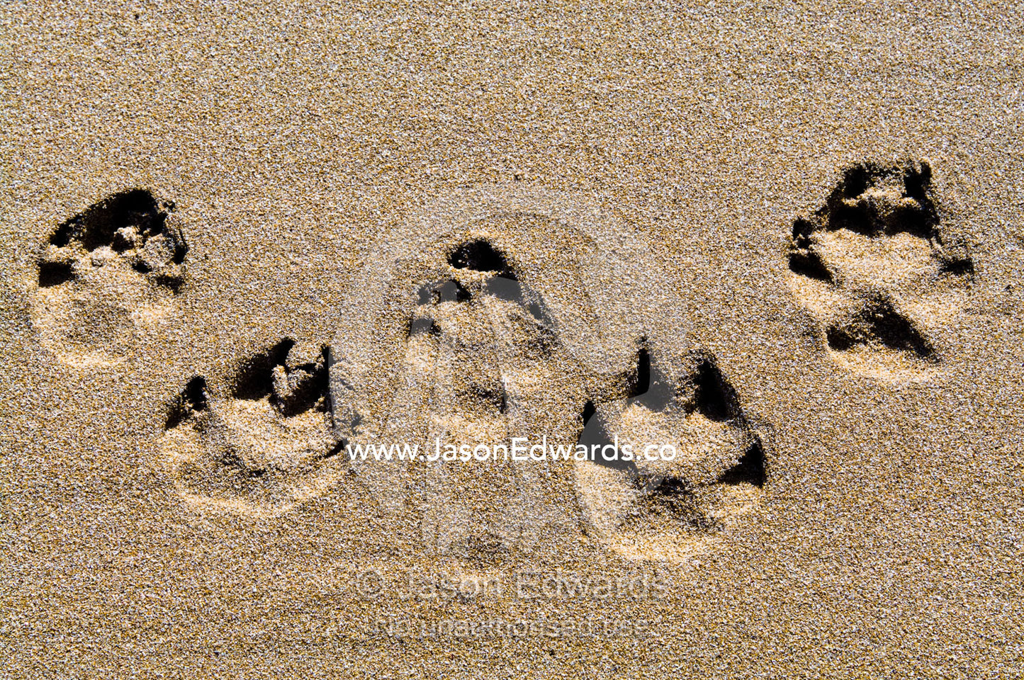 A dogs paw prints in the sand on a beach. Venus Bay, Bass Strait, South Gippsland, Victoria, Australia.