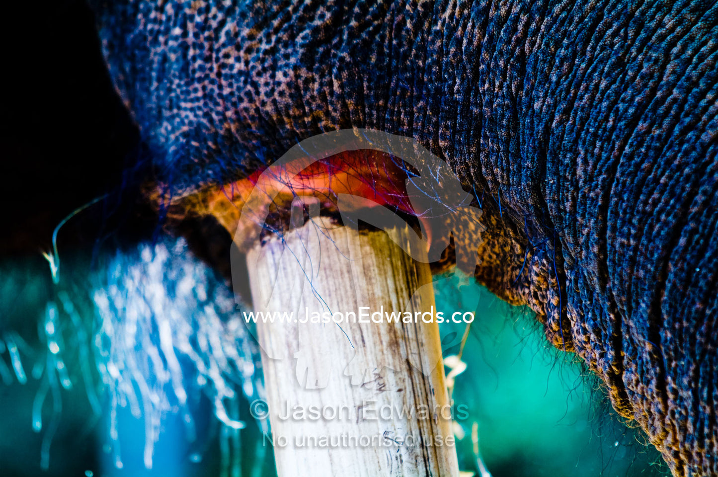 An Asian Elephant jaw where the tusk emerges from below the trunk. Melbourne Zoo, Parkeville, Victoria, Australia.