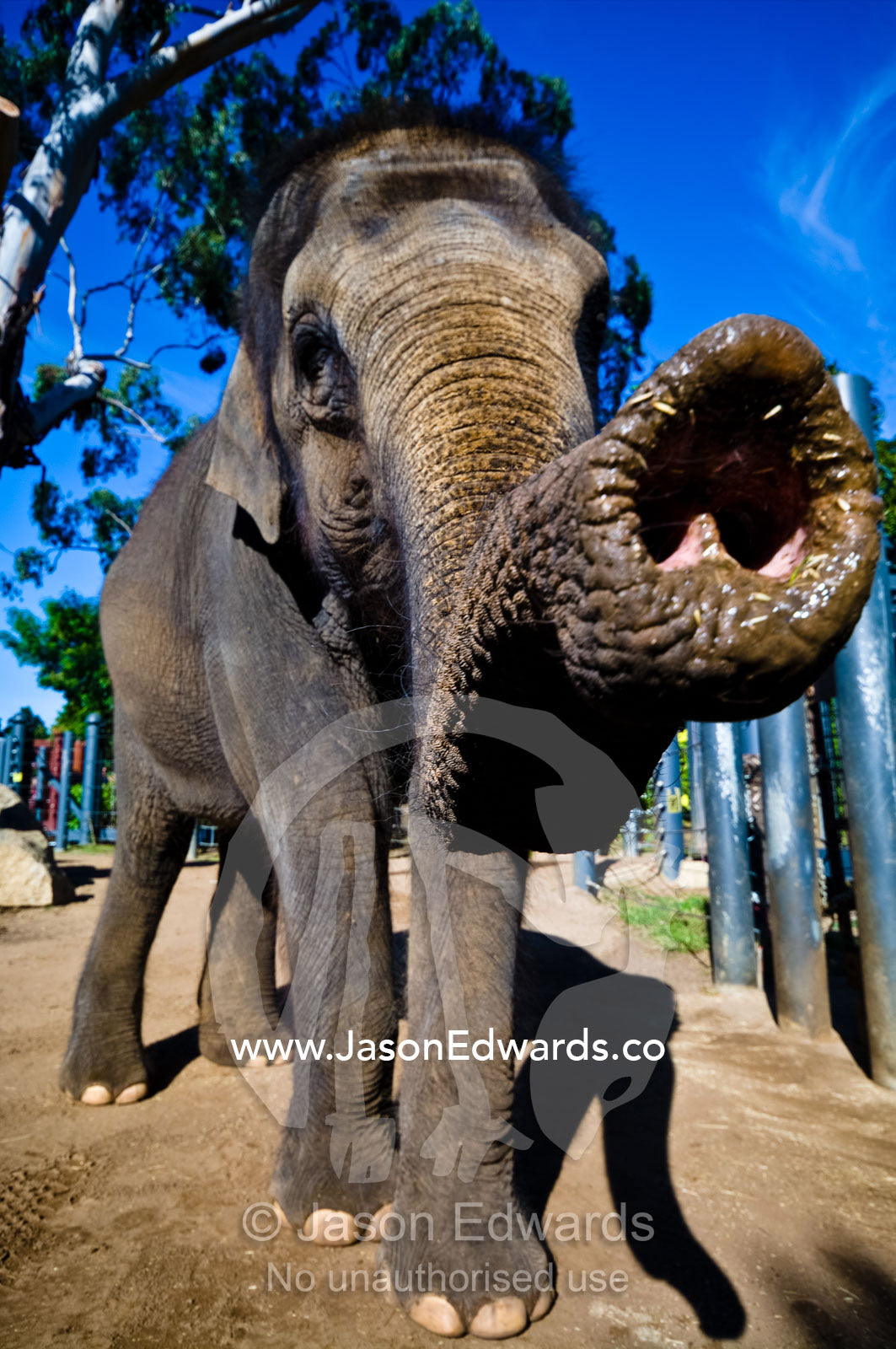 An endangered Asian Elephant scents the air with it's long trunk. Melbourne Zoo, Parkeville, Victoria, Australia.
