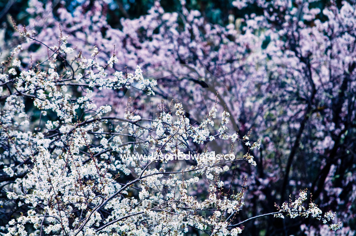 The bright pink translucent blossoms of a prunus plum tree in flower. Castlemaine, Victoria, Australia.