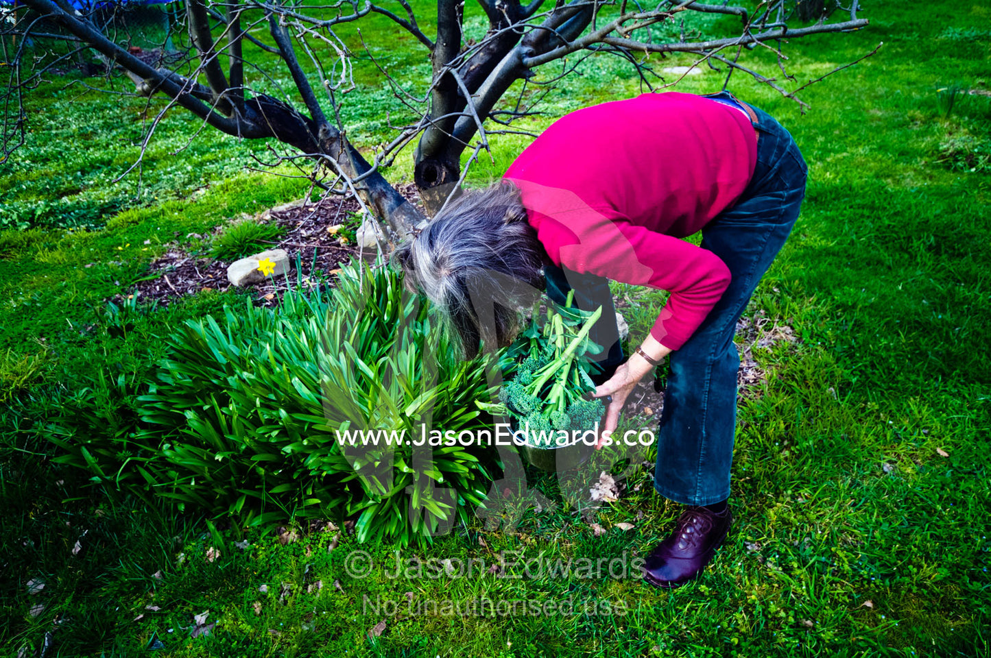 An elderly lady collects broccoli and weeds Bluebells in her garden. Castlemaine, Victoria, Australia.