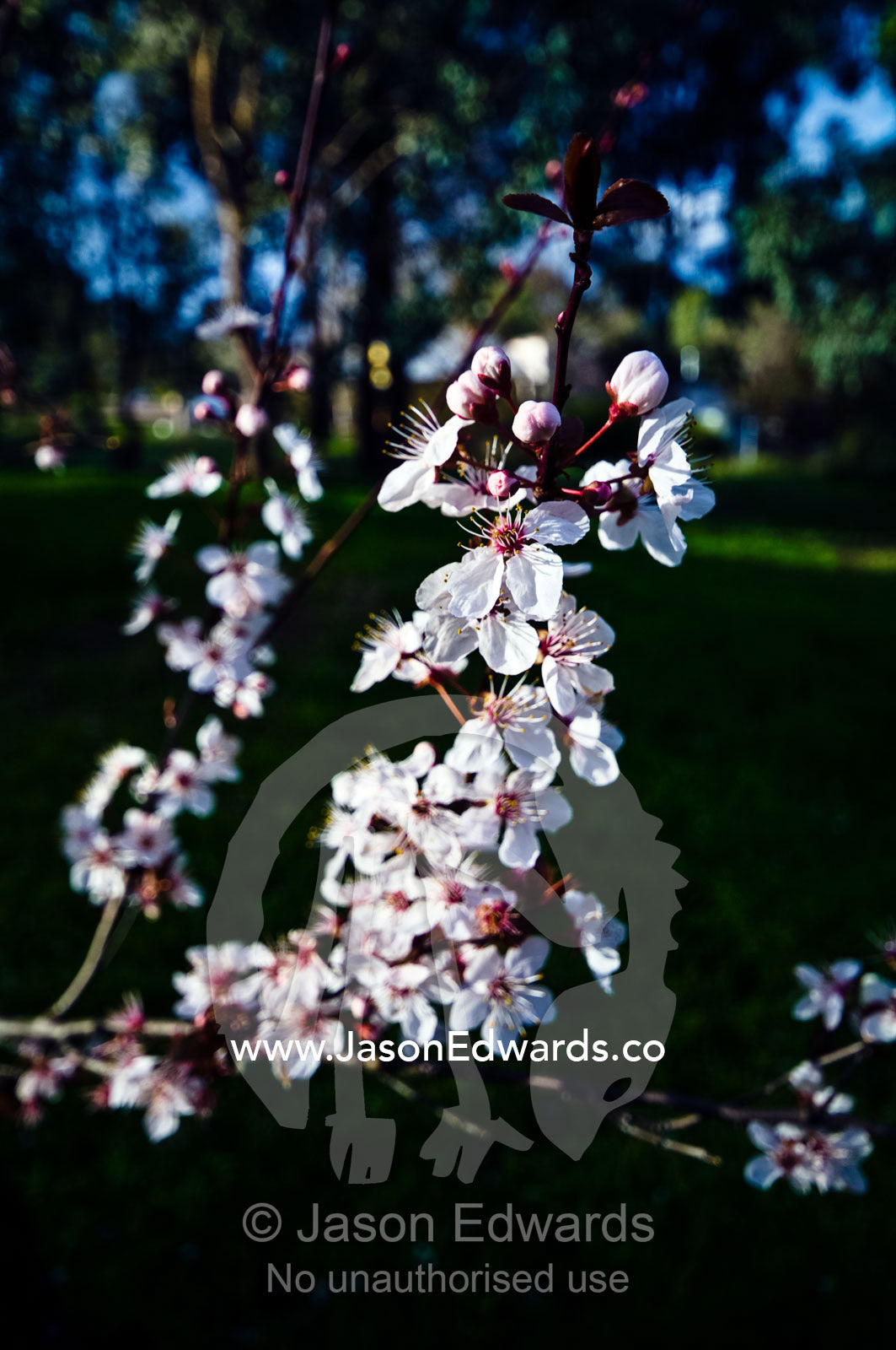 The bright pink translucent blossoms of a prunus plum tree in flower. Castlemaine, Victoria, Australia.