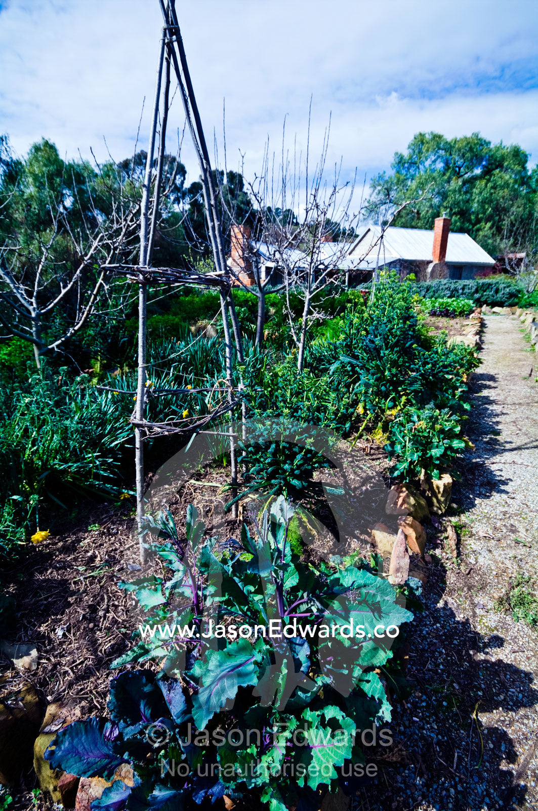 Kale cabbage in a vegetable garden by an antique gold mining cottage. Tute's Cottage, Ten Foot Hill, Castlemaine, Victoria, Australia.