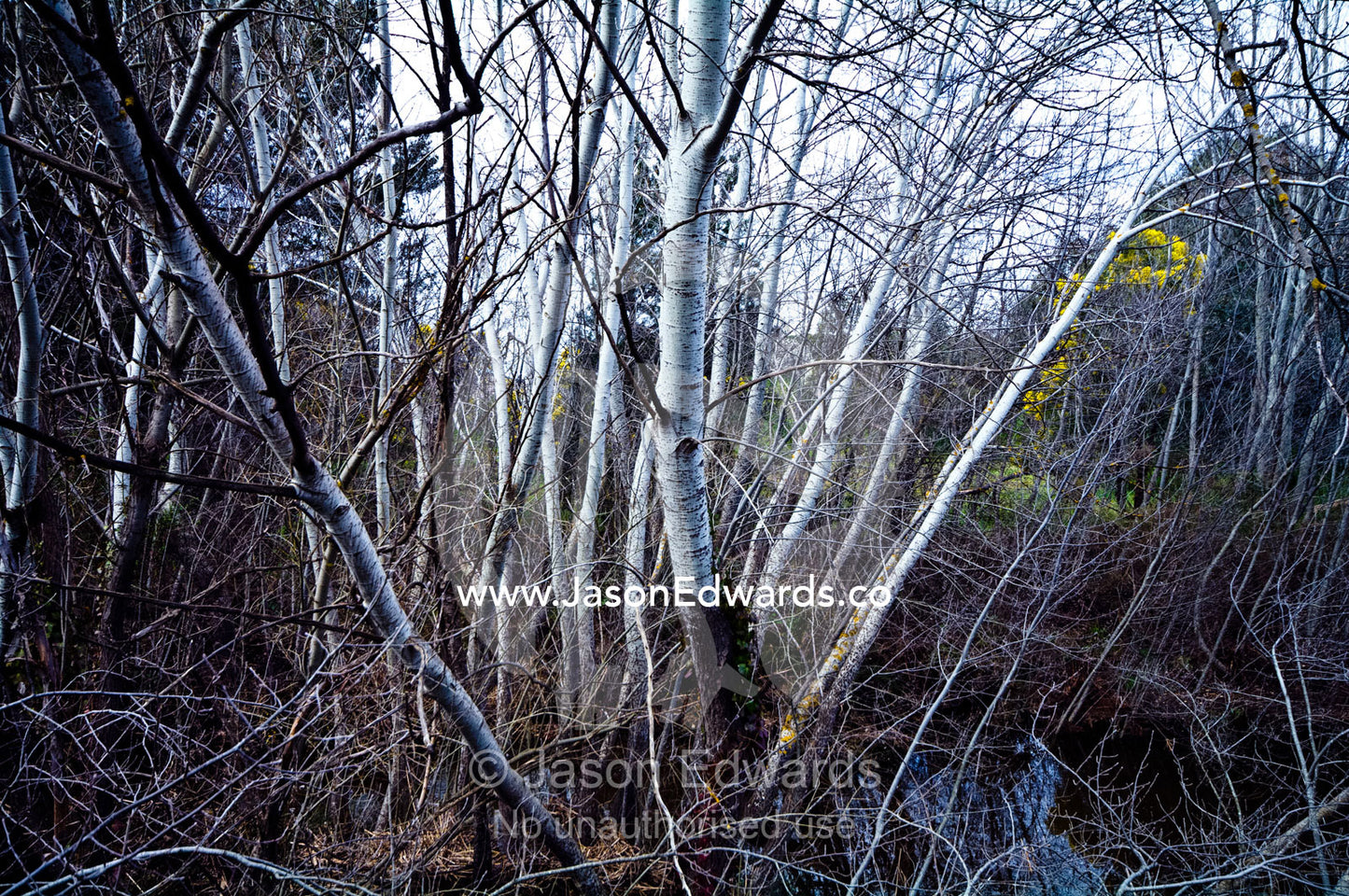 A deciduous stand of Silver Poplar in a deep winter gully by a river. Castlemaine, Victoria, Australia.