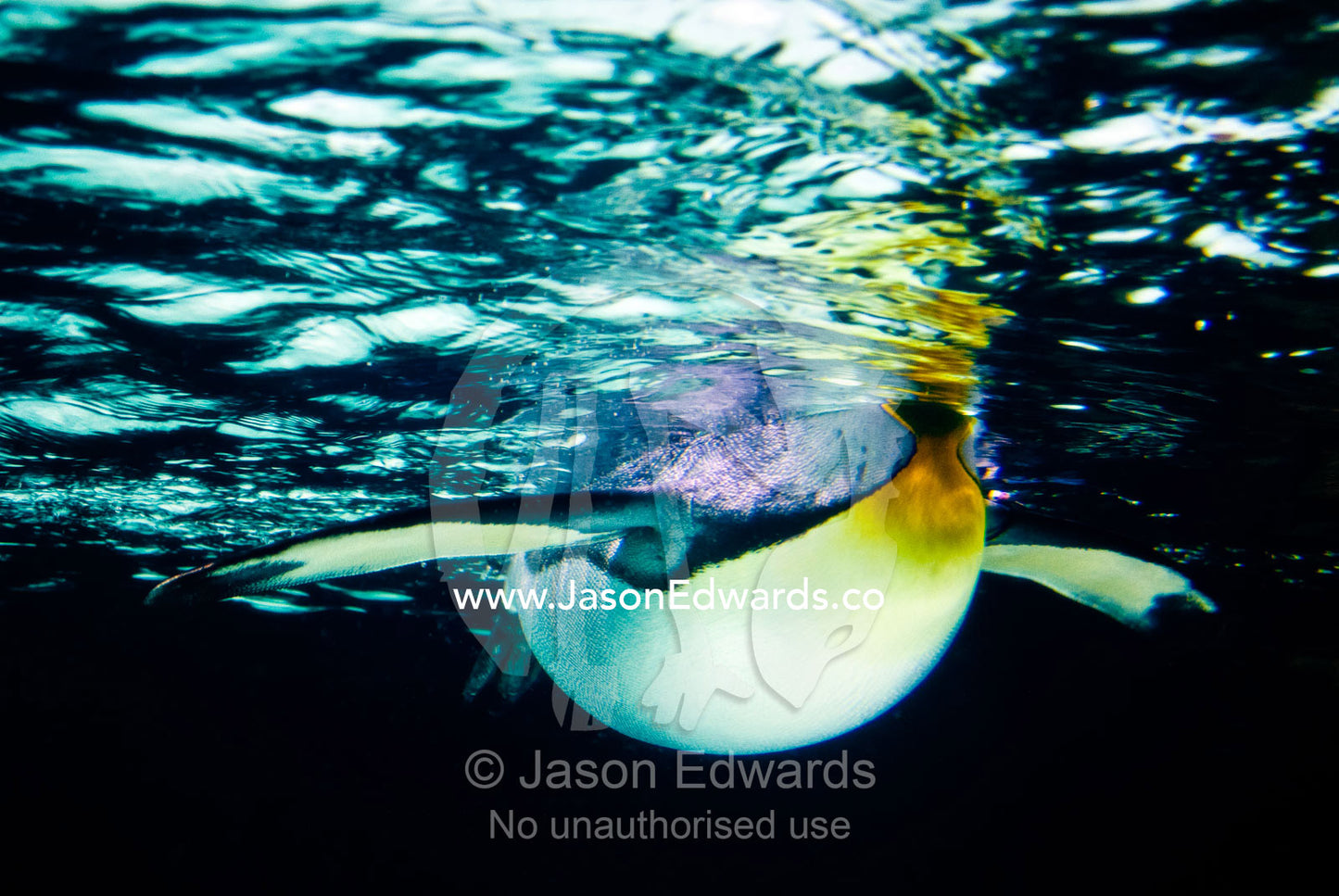 A King Penguin, Aptenodytes patagonicus, floats on the water surface. Melbourne Aquarium, Melbourne, Victoria, Australia.