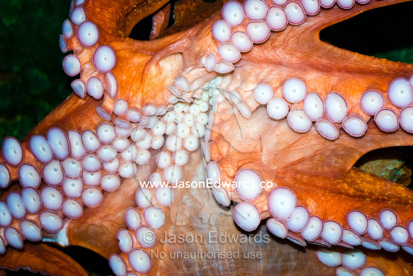 Menacing and strangling tentacles and suckers of the Maori Octopus. Melbourne Aquarium, Melbourne, Victoria, Australia.