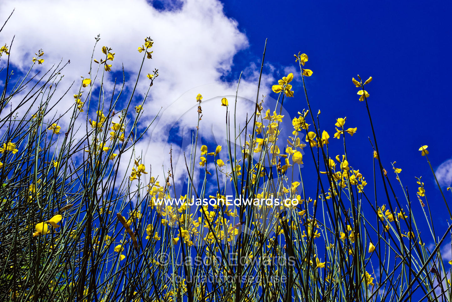 The long stalks of the Broom Bush shrub with bright yellow flowers. Malvern East, Melbourne, Victoria, Australia.