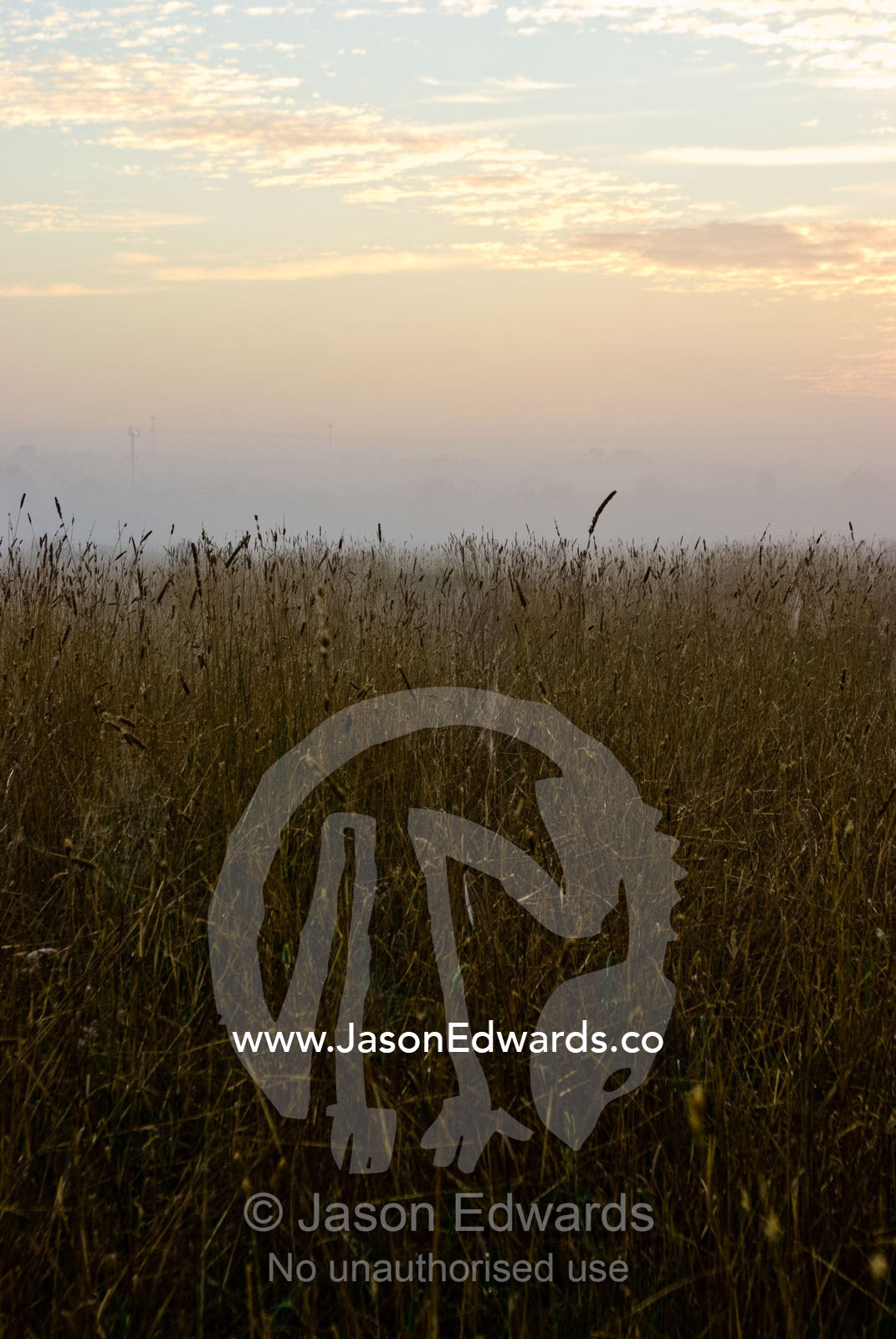 Winter dew drops and fog over a farm field and dry wheat at dawn. Mount Duneed, Geelong, Victoria, Australia.