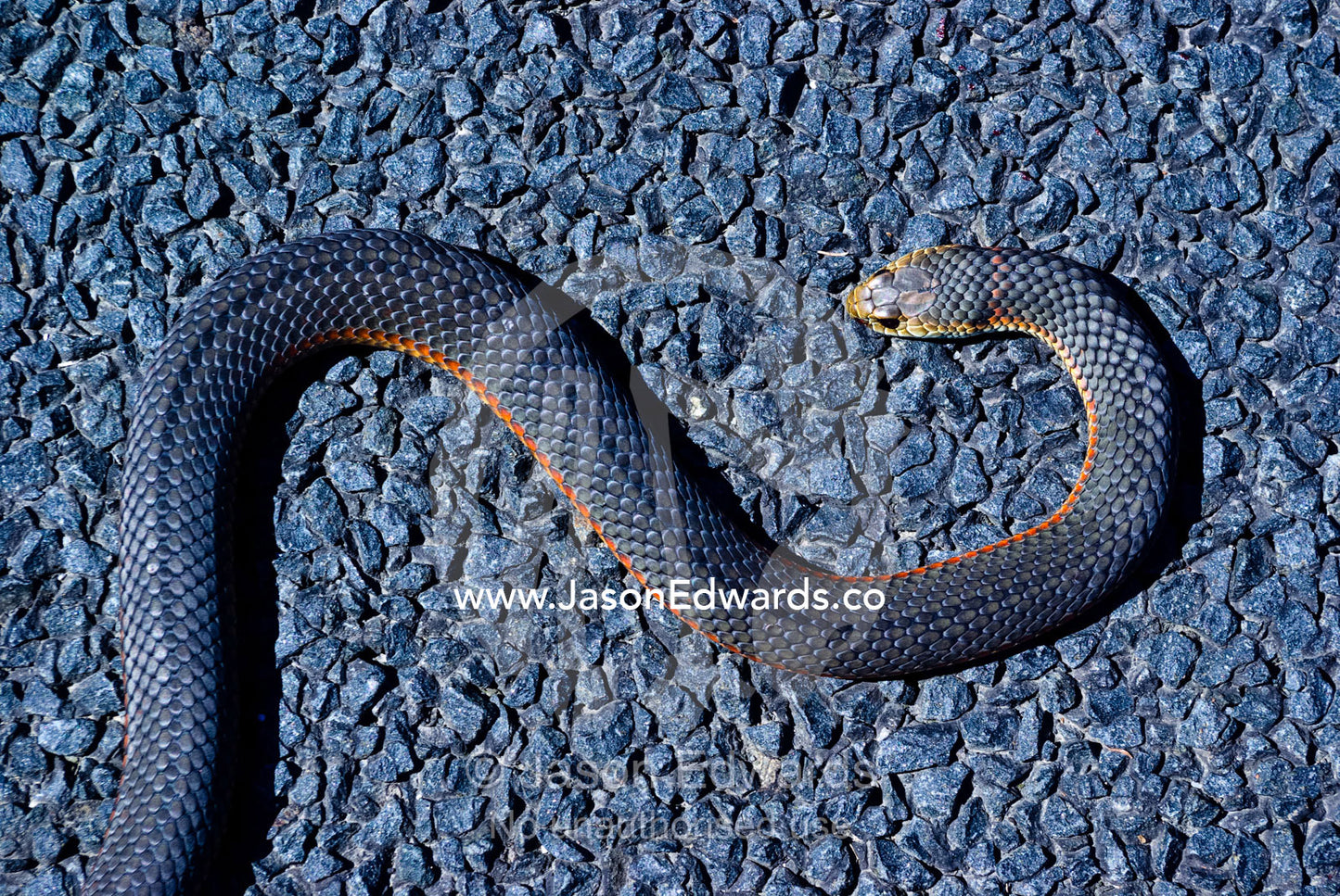A dead venomous Lowlands Copperhead Snake coiled on a country road. Between Venus Bay and Inverloch, South Gippsland, Victoria, Australia.