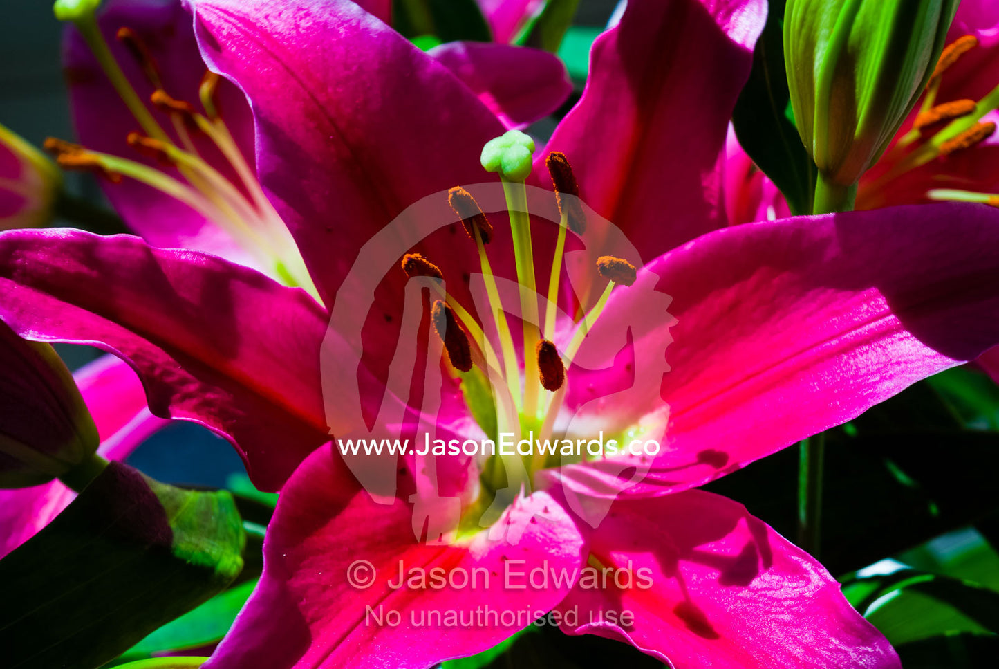 Sprawling pink petals, stamens and pistol in a fragrant Oriental Lily. Carlton North, Melbourne, Victoria, Australia.