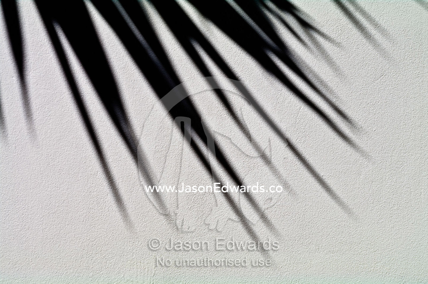The fronds of a yucca palm tree cast a shadow on a rendered wall. Sydney, New South Wales, Australia.
