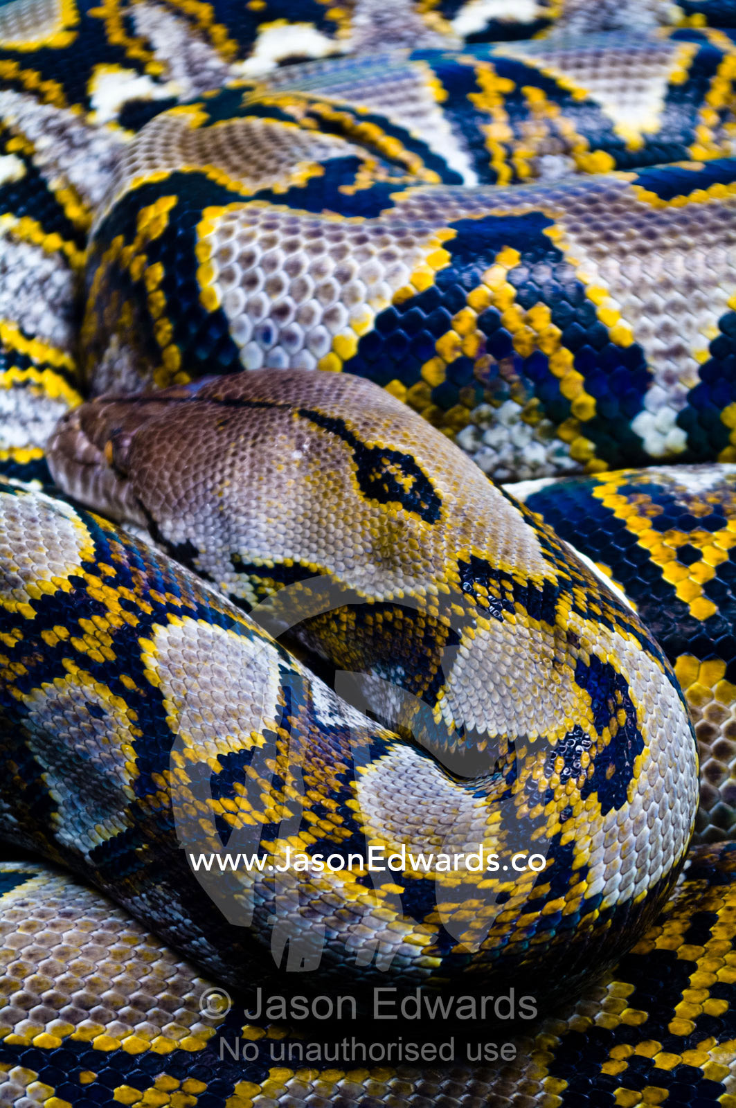 A Reticulated Python rests it's head on it's patterned scaly coils. Taronga Zoo, Sydney Harbour, Mosman, Sydney, New South Wales, Australia.